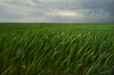 Wheat fields at the Southern Great Plains site could play an important role in land-surface-atmosphere interactions.