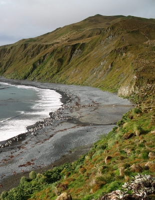 Macquarie Island is a remote grassy outcrop that lies about half-way between New Zealand and Antarctica.