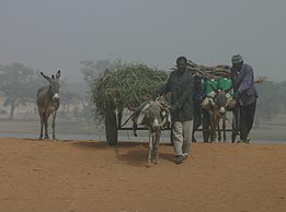 From January to March, the lower atmosphere in Niamey, Niger, is often laden with dust blown from the Sahara Desert, causing poor visibility. Scientists used data collected by the ARM Mobile Facility in 2006 to study the effects of Saharan dust and the West African monsoons.