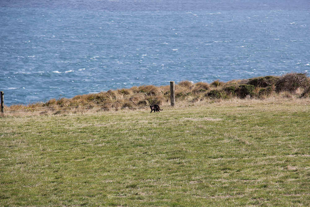 A Tasmanian devil keeps its distance while stopping on grass to look at the CAPE-k site. Photo is by Sophie Schmidt, CSIRO.