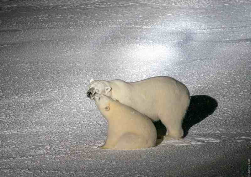 Polar bears during MOSAiC
