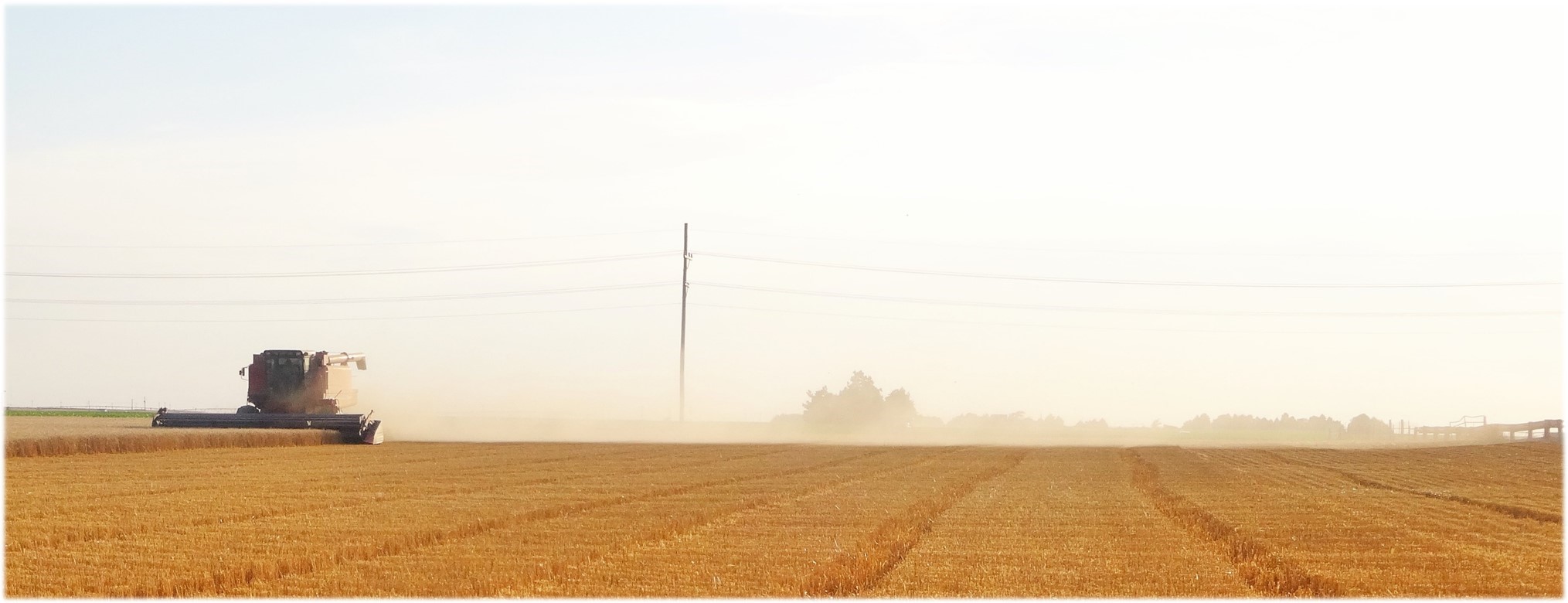 Wheat harvest in Colby, Kansas