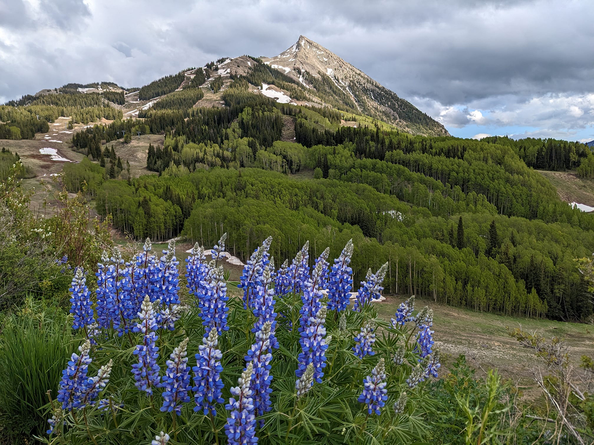 Purple lupines pop up above the grass near a group of trees leading up toward Crested Butte Mountain.