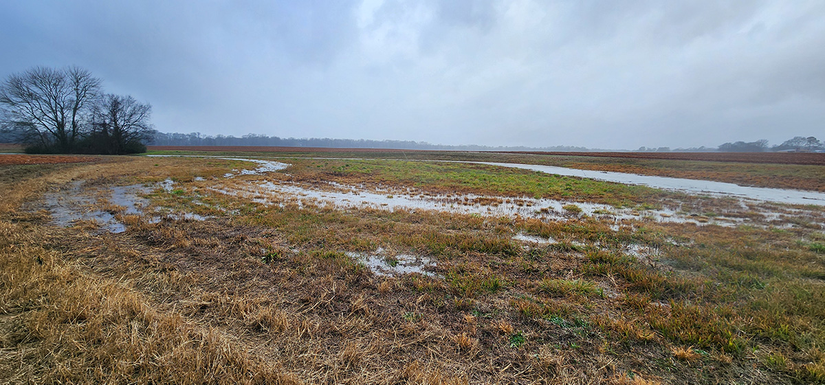 A soggy field after a rainstorm