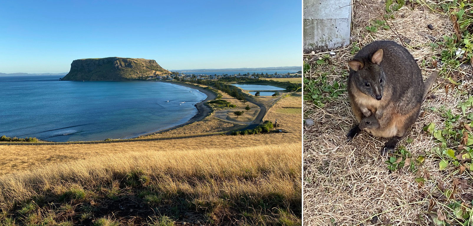 Side-by-side photos of the Kennaook/Cape Grim site overlooking the ocean on a sunny day and a shot looking down on a kangaroo